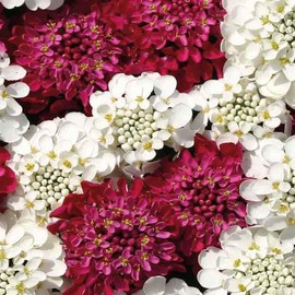 Outsidepride 500 Seeds Annual Fire Ice Red & White Candytuft Flower Seeds for Planting