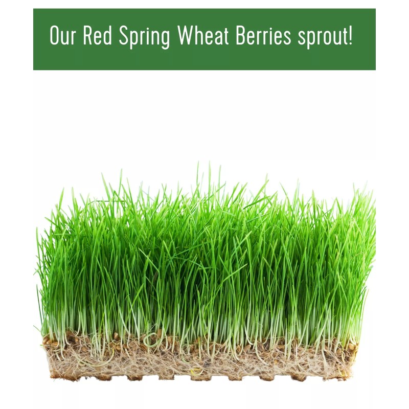 Palouse Brand Bulk Red Spring Wheat Berries, 18 LBS