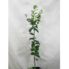 Tree Persian/Tahiti/Bearss Lime Tree - 24-36" Live Plant - Potted