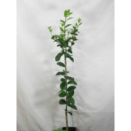 Tree Persian/Tahiti/Bearss Lime Tree - 24-36" Live Plant - Potted - Citrus latifolia