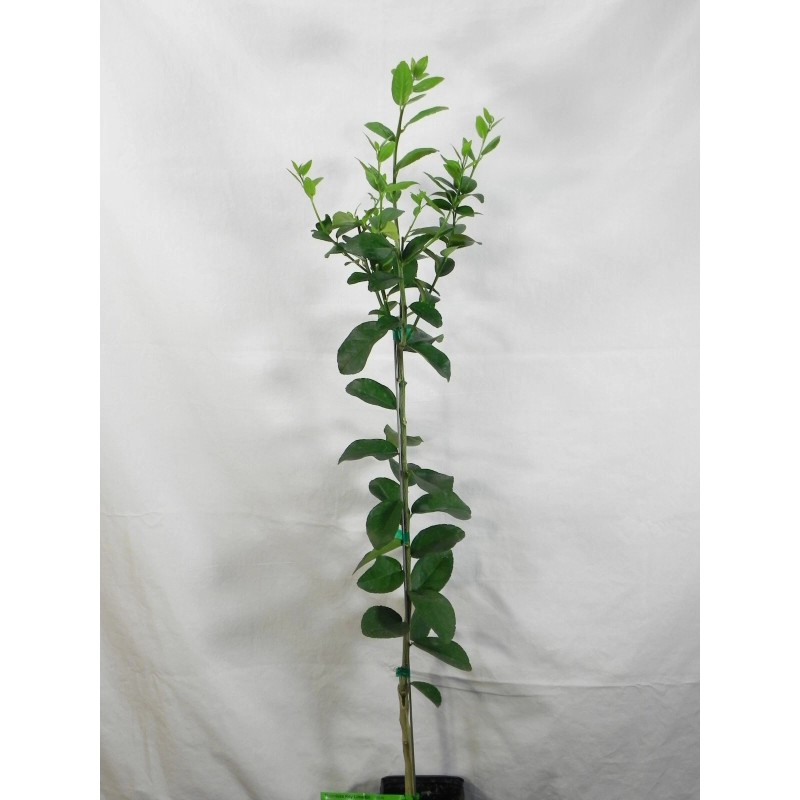 Tree Persian/Tahiti/Bearss Lime Tree - 24-36" Live Plant - Potted