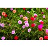 Seeds Multicolor Purslane Double Flower Mix 1000+ Seeds to Grow