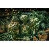 Artichoke Dried Cut Leaves from Italy - Cynara Cardunculus Loose