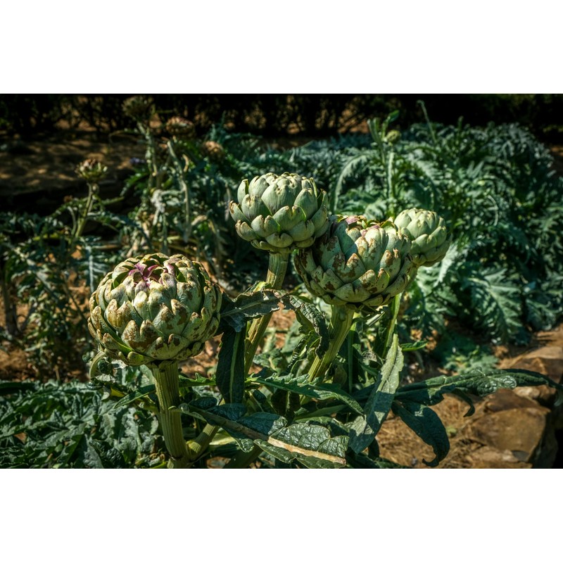 Artichoke Dried Cut Leaves from Italy - Cynara Cardunculus Loose