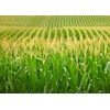 Organic Popcorn Kernels unpopped Non-GMO, Vegan Bulk Raw (2 lb)