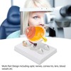 Enlarged Human Eye Anatomical Model Accurate Shows Optic Nerves Cornea