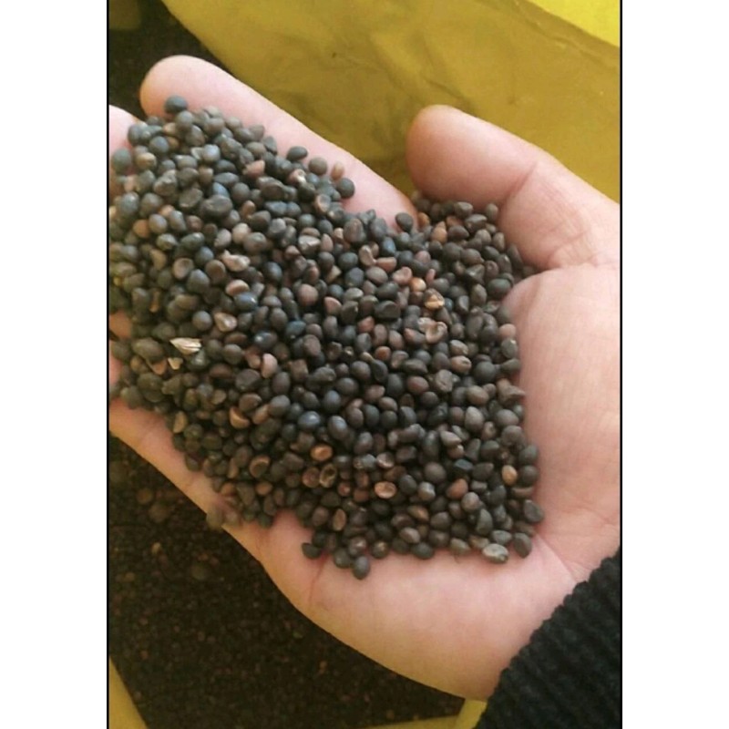 Seed-Top 100+ Seed Water Spinach White for Yard & Garden