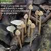 8-Pack Clay Mushrooms,Mini Fake Mushrooms,Handmade Small Mushroom,DIY Miniature Landscape Accessories,Miniature
