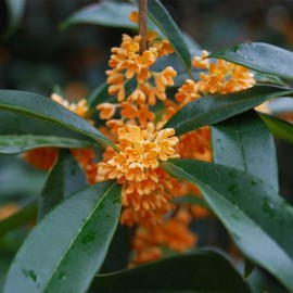 MySeeds.Co Osmanthus fragrans (Sweet Olive) Tree Seeds, Fragrant Flowers - 0.25 oz (~35 Seeds)