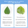 Wanhua Hall Mulberry Leaf Tea Mulberry Tea Loose Leaf 9.17oz/260g