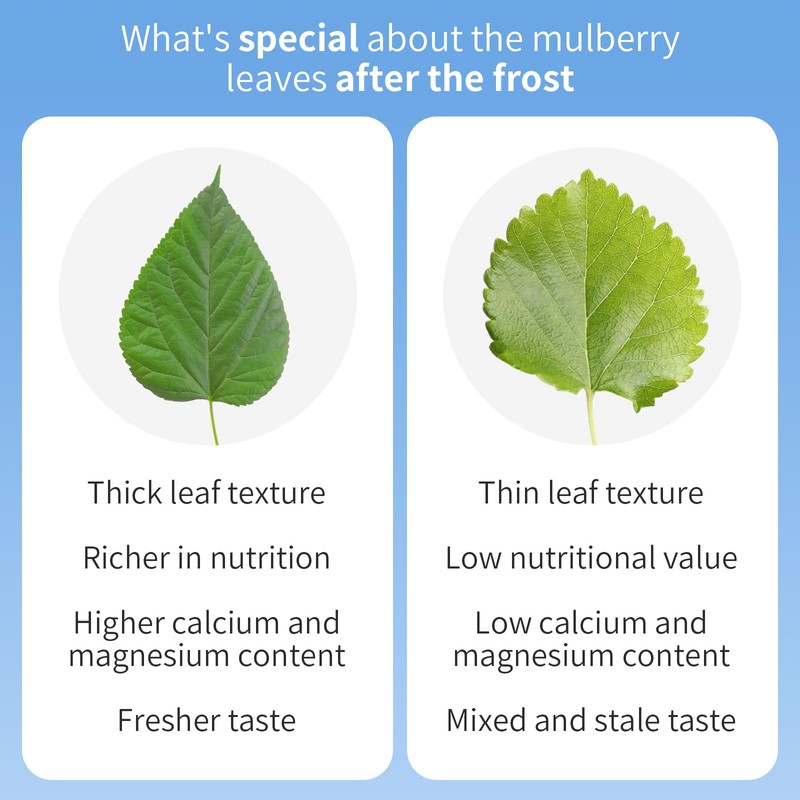 Wanhua Hall Mulberry Leaf Tea Mulberry Tea Loose Leaf 9.17oz/260g