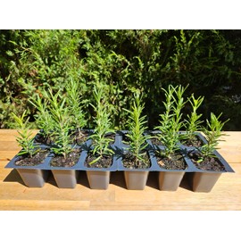 12 Tuscan Blue Rosemary, Live Plants, Rosemary Officinalis, Thriving Inside 2.5" Nursery Cubes