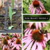 Sow Right Seeds - Pale Purple Coneflower Seeds for Planting