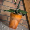 Flower Pot Round Orchid Pot Orchid Diameter 130 mm Height