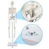 breesky Human Skeleton Model for Anatomy: 17” Human Skeleton Model