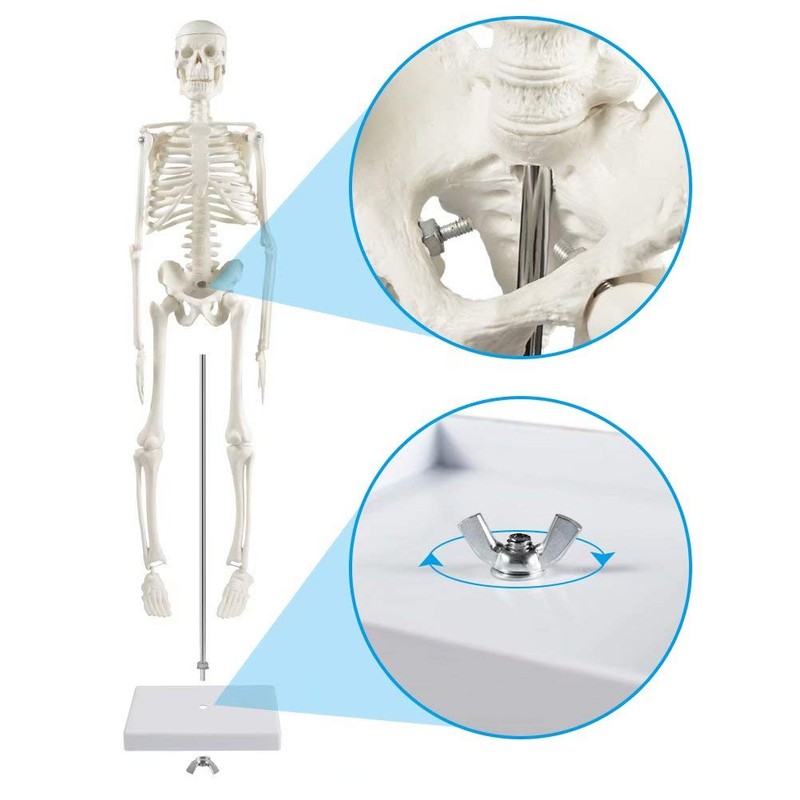 breesky Human Skeleton Model for Anatomy: 17” Human Skeleton Model