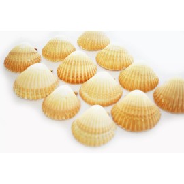 Florida Shells and Gifts 12 Mexican Cup Deep Scallop Shells (3-3.5") Restaurant Baking Beach Crafts Decor