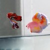 AIMALL Betta Fish Training Wand - Resin Betta Tail Training