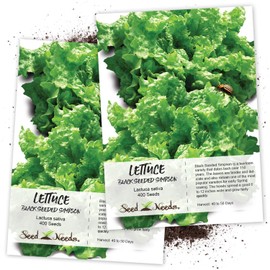 Seed Needs, Black Seeded Simpson Lettuce (Lactuca Sativa) Twin Pack of 400 Seeds Each Non-GMO