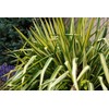 Yucca filamentosa 'Color Guard' (Yucca) Shrub, #2 - Size Container