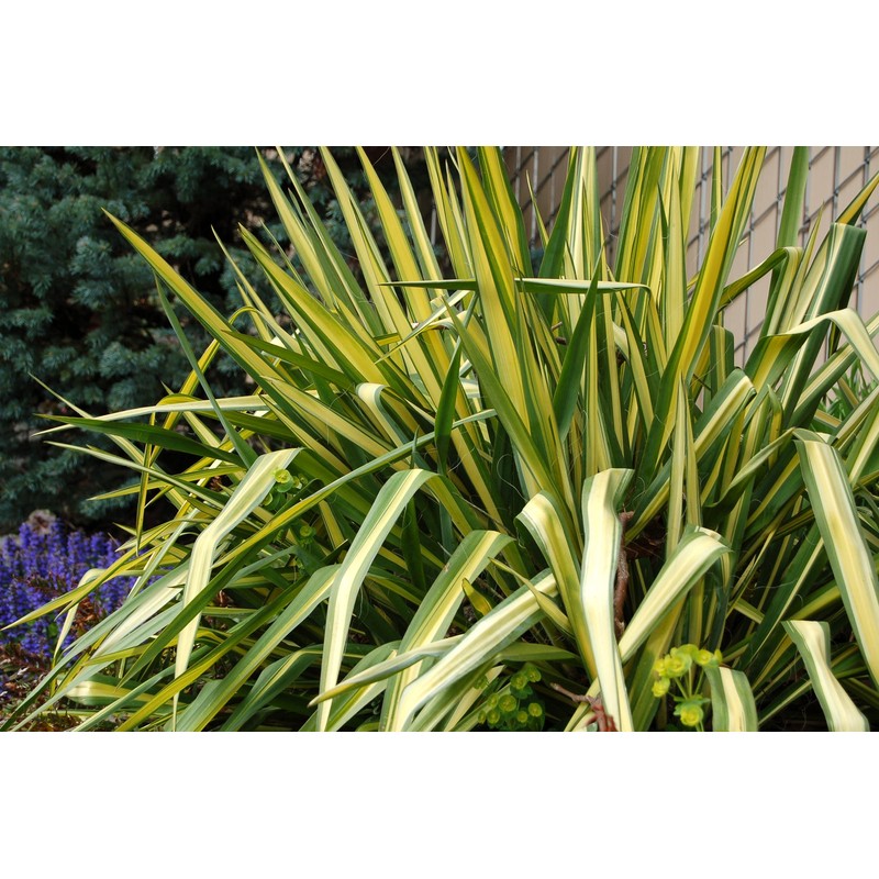 Yucca filamentosa 'Color Guard' (Yucca) Shrub, #2 - Size Container