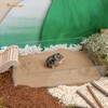 Niteangel Hamster Desert Bath Sand | No-Dust Bath or Potty