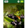 Biojoy Organic Aronia powder free from artificial additives (250 gr)