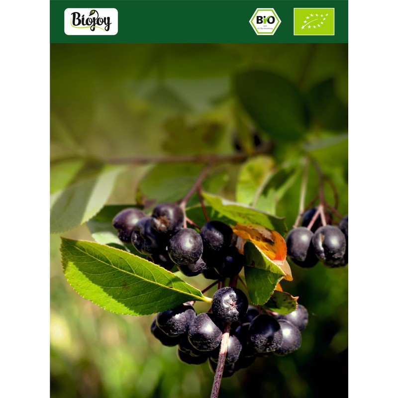Biojoy Organic Aronia powder free from artificial additives (250 gr)