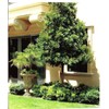 Japanese Blueberry | 20 Live Trees | Elaeocarpus Decipiens |