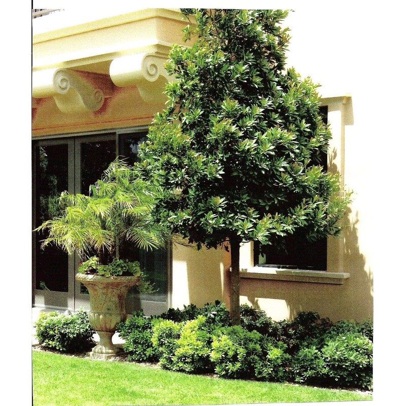 Japanese Blueberry | 20 Live Trees | Elaeocarpus Decipiens |