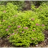 Proven Winners - Spiraea jap. Double Play Gold (Spirea) Shrub,