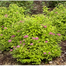 Proven Winners - Spiraea jap. Double Play Gold (Spirea) Shrub, , #3 - Size Container