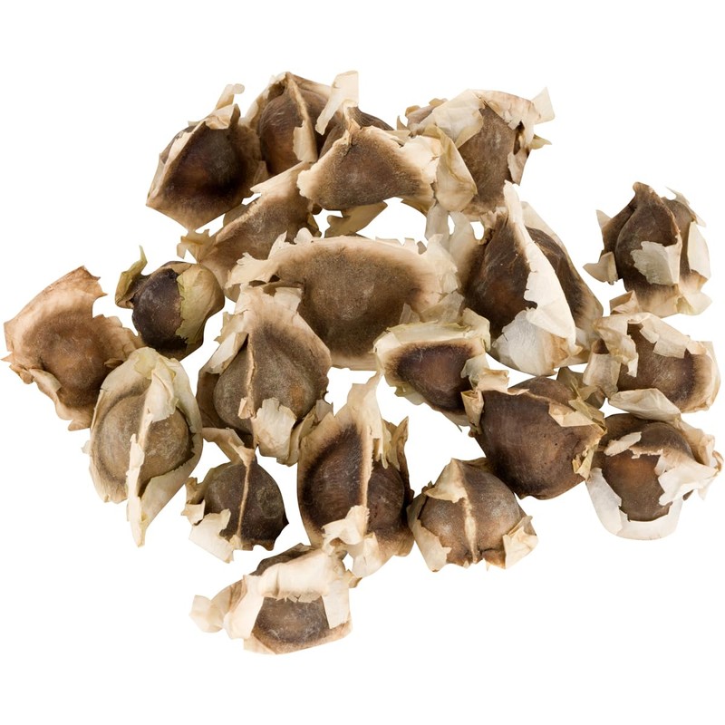 Hanan Moringa Seeds 3.5 oz (100 g) - Semilla de
