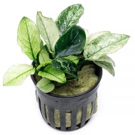 SubstrateSource Anubias Live Aquarium Plants - Potted Freshwater Plant for Fish Tanks, Terrariums - Beginner Friendly Low Light (Nana Pinto, 1 Pot)