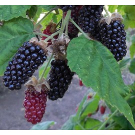 Scenic Hill Farm Nursery Marionberry Potted Plants- The Most Flavorful Blackberry- Free Shipping - 12 1-2 year potted plants
