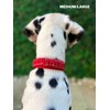 Tuff Pupper Heavy Duty Dog Collar with Handle | Ballistic