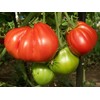 Large Tomato 100 Pounds Seeds for Planting Around 25 Seeds