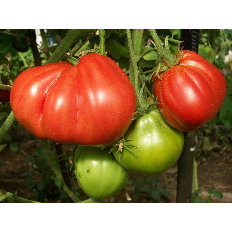 Large Tomato 100 Pounds Seeds for Planting Around 25 Seeds