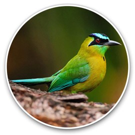 Vinyl Stickers (Set of 2) 10cm - Blue Capped Motmot Bird Decals for Laptops,Tablets,Luggage,Scrap Booking,Fridges, 12499