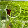 Betta Fish Olympic Ring For Betta Fish Trainning 2 Pack