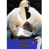 Swan Bird Birthday Card