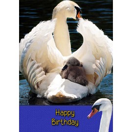 Swan Bird Birthday Card