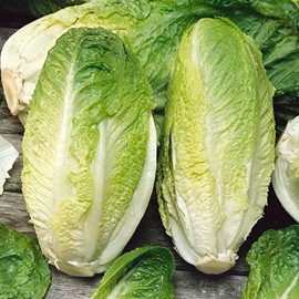 Giant Caesar Romaine Lettuce Seeds - 1 Oz ~25000 Seeds - Non-GMO, Heirloom - Vegetable Garden - Lactuca Sativa