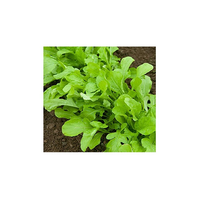 PREMIER SEEDS DIRECT - ROCKET - SALAD - CULTIVATED -