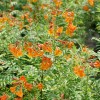 Proven Winners Trumpet Bush Esperanza Chicklet Orange Proven Winners Garden