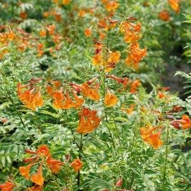 Proven Winners Trumpet Bush Esperanza Chicklet Orange Proven Winners Garden Live Plant 4" Pot