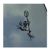Bone Frog Vinyl Sticker Decal by KLO Graphics Seal Veteran