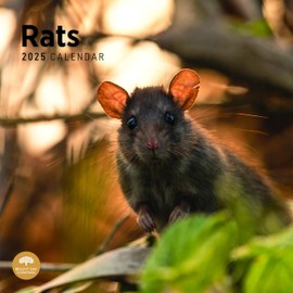 2025 Rats Monthly Wall Calendar by Bright Day, 12 x 12 Inch Cute Nature Photography Gift