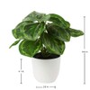Briful 2 PCS Artificial Potted Alocasia Begonia Calathea Plants Mini