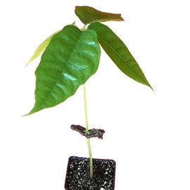 Chocolate Tree / Theobroma Cacao - 1 live potted plant